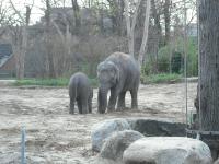 <img0*150:stuff/z/46887/Nehirwen%2520stock%2520-%2520Zoo%2520Animals/Berlin%20066.jpg>