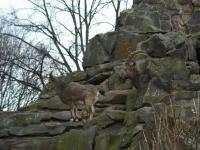<img0*150:stuff/z/46887/Nehirwen%2520stock%2520-%2520Zoo%2520Animals/Berlin%20068.jpg>