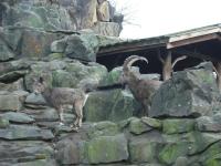 <img0*150:stuff/z/46887/Nehirwen%2520stock%2520-%2520Zoo%2520Animals/Berlin%20069.jpg>