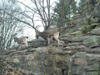 <img0*150:stuff/z/46887/Nehirwen%2520stock%2520-%2520Zoo%2520Animals/Berlin%20071.jpg>