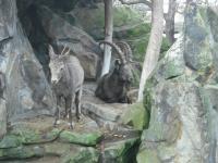 <img0*150:stuff/z/46887/Nehirwen%2520stock%2520-%2520Zoo%2520Animals/Berlin%20074.jpg>