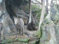 <img0*150:stuff/z/46887/Nehirwen%2520stock%2520-%2520Zoo%2520Animals/Berlin%20075.jpg>