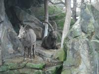 <img0*150:stuff/z/46887/Nehirwen%2520stock%2520-%2520Zoo%2520Animals/Berlin%20076.jpg>