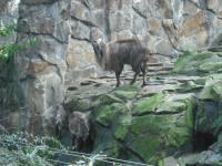 <img0*150:stuff/z/46887/Nehirwen%2520stock%2520-%2520Zoo%2520Animals/Berlin%20083.jpg>