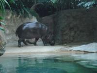 <img0*150:stuff/z/46887/Nehirwen%2520stock%2520-%2520Zoo%2520Animals/Berlin%20087.jpg>