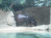 <img0*150:stuff/z/46887/Nehirwen%2520stock%2520-%2520Zoo%2520Animals/Berlin%20088.jpg>
