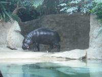 <img0*150:stuff/z/46887/Nehirwen%2520stock%2520-%2520Zoo%2520Animals/Berlin%20091.jpg>