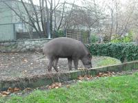 <img0*150:stuff/z/46887/Nehirwen%2520stock%2520-%2520Zoo%2520Animals/Berlin%20095.jpg>