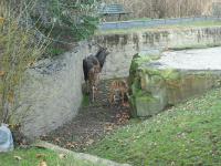 <img0*150:stuff/z/46887/Nehirwen%2520stock%2520-%2520Zoo%2520Animals/Berlin%20097.jpg>