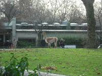 <img0*150:stuff/z/46887/Nehirwen%2520stock%2520-%2520Zoo%2520Animals/Berlin%20098.jpg>