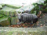<img0*150:stuff/z/46887/Nehirwen%2520stock%2520-%2520Zoo%2520Animals/Berlin%20100.jpg>
