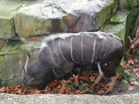 <img0*150:stuff/z/46887/Nehirwen%2520stock%2520-%2520Zoo%2520Animals/Berlin%20101.jpg>