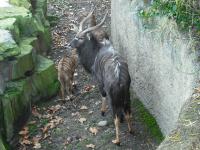 <img0*150:stuff/z/46887/Nehirwen%2520stock%2520-%2520Zoo%2520Animals/Berlin%20104.jpg>