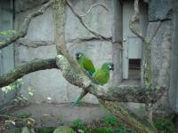<img0*150:stuff/z/46887/Nehirwen%2520stock%2520-%2520Zoo%2520Animals/Berlin%20105.jpg>