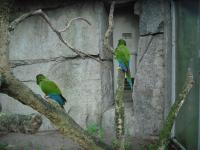 <img0*150:stuff/z/46887/Nehirwen%2520stock%2520-%2520Zoo%2520Animals/Berlin%20107.jpg>