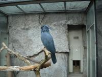 <img0*150:stuff/z/46887/Nehirwen%2520stock%2520-%2520Zoo%2520Animals/Berlin%20108.jpg>