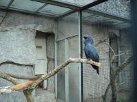 <img0*150:stuff/z/46887/Nehirwen%2520stock%2520-%2520Zoo%2520Animals/Berlin%20109.jpg>