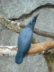 <img0*150:stuff/z/46887/Nehirwen%2520stock%2520-%2520Zoo%2520Animals/Berlin%20110.jpg>