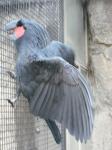 <img0*150:stuff/z/46887/Nehirwen%2520stock%2520-%2520Zoo%2520Animals/Berlin%20112.jpg>
