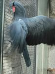 <img0*150:stuff/z/46887/Nehirwen%2520stock%2520-%2520Zoo%2520Animals/Berlin%20113.jpg>
