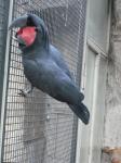 <img0*150:stuff/z/46887/Nehirwen%2520stock%2520-%2520Zoo%2520Animals/Berlin%20114.jpg>