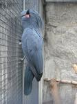 <img0*150:stuff/z/46887/Nehirwen%2520stock%2520-%2520Zoo%2520Animals/Berlin%20115.jpg>