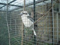<img0*150:stuff/z/46887/Nehirwen%2520stock%2520-%2520Zoo%2520Animals/Berlin%20116.jpg>