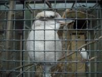 <img0*150:stuff/z/46887/Nehirwen%2520stock%2520-%2520Zoo%2520Animals/Berlin%20118.jpg>
