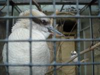 <img0*150:stuff/z/46887/Nehirwen%2520stock%2520-%2520Zoo%2520Animals/Berlin%20120.jpg>