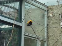 <img0*150:stuff/z/46887/Nehirwen%2520stock%2520-%2520Zoo%2520Animals/Berlin%20121.jpg>