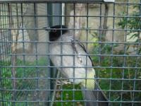 <img0*150:stuff/z/46887/Nehirwen%2520stock%2520-%2520Zoo%2520Animals/Berlin%20123.jpg>