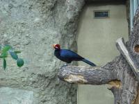 <img0*150:stuff/z/46887/Nehirwen%2520stock%2520-%2520Zoo%2520Animals/Berlin%20126.jpg>