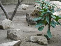 <img0*150:stuff/z/46887/Nehirwen%2520stock%2520-%2520Zoo%2520Animals/Berlin%20127.jpg>