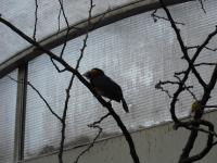 <img0*150:stuff/z/46887/Nehirwen%2520stock%2520-%2520Zoo%2520Animals/Berlin%20131.jpg>