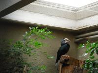 <img0*150:stuff/z/46887/Nehirwen%2520stock%2520-%2520Zoo%2520Animals/Berlin%20134.jpg>