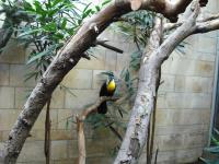 <img0*150:stuff/z/46887/Nehirwen%2520stock%2520-%2520Zoo%2520Animals/Berlin%20135.jpg>