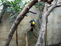 <img0*150:stuff/z/46887/Nehirwen%2520stock%2520-%2520Zoo%2520Animals/Berlin%20137.jpg>