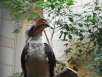 <img0*150:stuff/z/46887/Nehirwen%2520stock%2520-%2520Zoo%2520Animals/Berlin%20141.jpg>