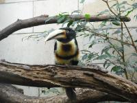<img0*150:stuff/z/46887/Nehirwen%2520stock%2520-%2520Zoo%2520Animals/Berlin%20145.jpg>