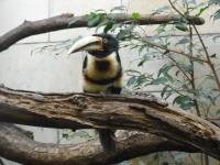 <img0*150:stuff/z/46887/Nehirwen%2520stock%2520-%2520Zoo%2520Animals/Berlin%20146.jpg>