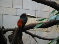 <img0*150:stuff/z/46887/Nehirwen%2520stock%2520-%2520Zoo%2520Animals/Berlin%20147.jpg>