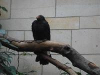 <img0*150:stuff/z/46887/Nehirwen%2520stock%2520-%2520Zoo%2520Animals/Berlin%20148.jpg>