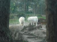 <img0*150:stuff/z/46887/Nehirwen%2520stock%2520-%2520Zoo%2520Animals/Berlin%20156.jpg>