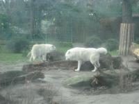 <img0*150:stuff/z/46887/Nehirwen%2520stock%2520-%2520Zoo%2520Animals/Berlin%20157.jpg>