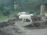 <img0*150:stuff/z/46887/Nehirwen%2520stock%2520-%2520Zoo%2520Animals/Berlin%20158.jpg>