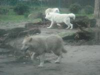 <img0*150:stuff/z/46887/Nehirwen%2520stock%2520-%2520Zoo%2520Animals/Berlin%20160.jpg>