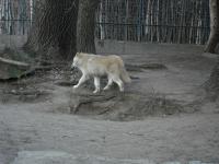 <img0*150:stuff/z/46887/Nehirwen%2520stock%2520-%2520Zoo%2520Animals/Berlin%20162.jpg>