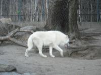 <img0*150:stuff/z/46887/Nehirwen%2520stock%2520-%2520Zoo%2520Animals/Berlin%20163.jpg>