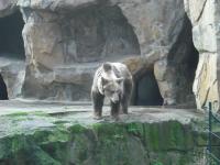 <img0*150:stuff/z/46887/Nehirwen%2520stock%2520-%2520Zoo%2520Animals/Berlin%20168.jpg>