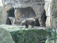 <img0*150:stuff/z/46887/Nehirwen%2520stock%2520-%2520Zoo%2520Animals/Berlin%20169.jpg>